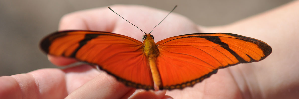 Rotschwarzer Schmetterling auf der Hand